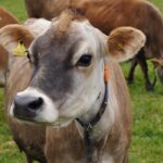 jersey cow, jersey-cow, jersey-race, jersey channel islands, cow, graze, jersey cow, jersey cow, jersey cow, jersey cow, jersey cow