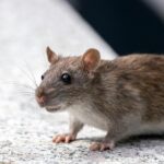 close up shot of a street rat