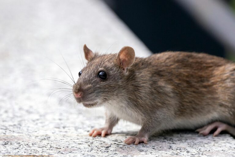 close up shot of a street rat